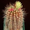 Gymnocalycium_schikendantzi